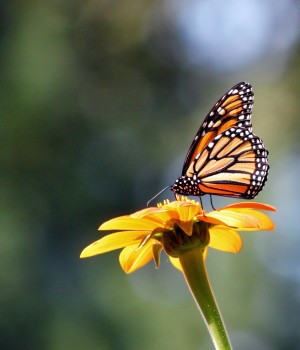 Butterfly on single flower